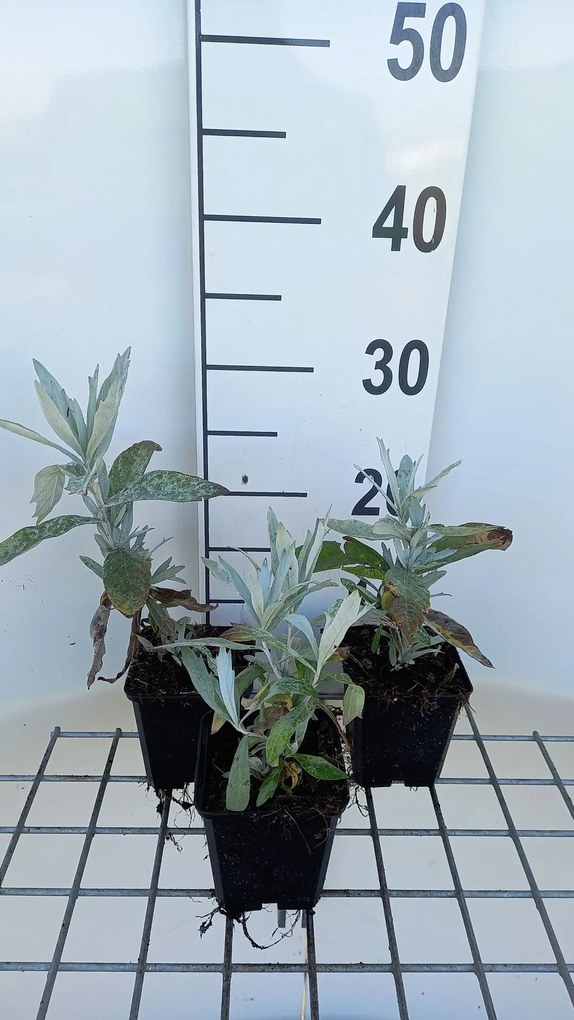 Artemisia ludoviciana 'Valerie Finnis' - pot 9x9 cm