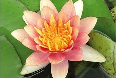 Nymphaea 'Aurora' - pot 3L