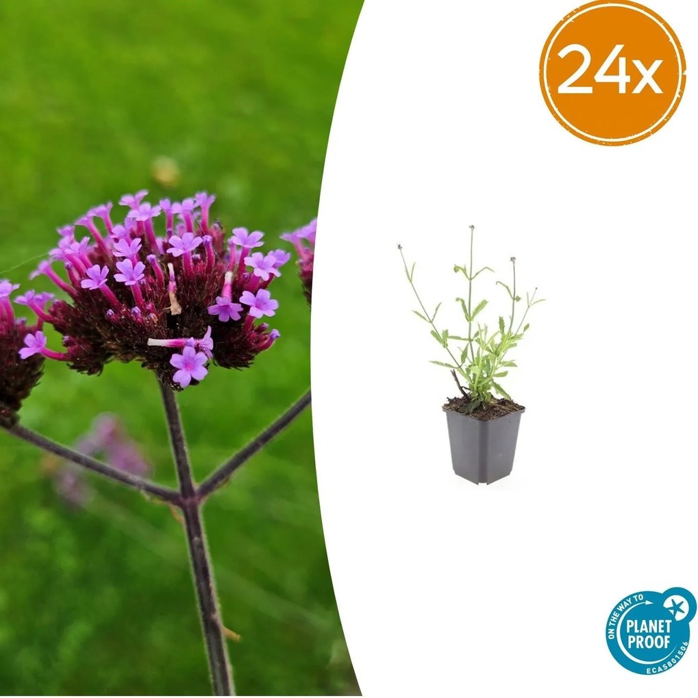 Verbena Bonariensis 'Lollipop' - 20cm