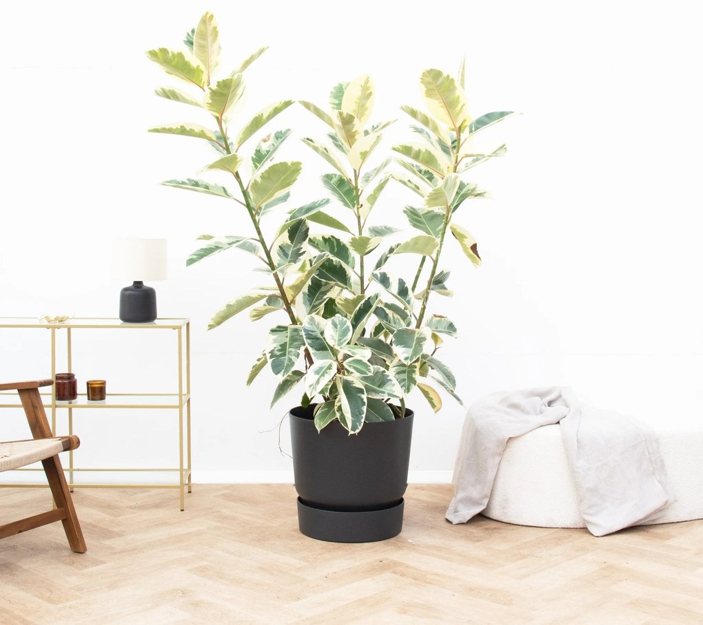 Ficus Tineke struik de luxe - 170 cm