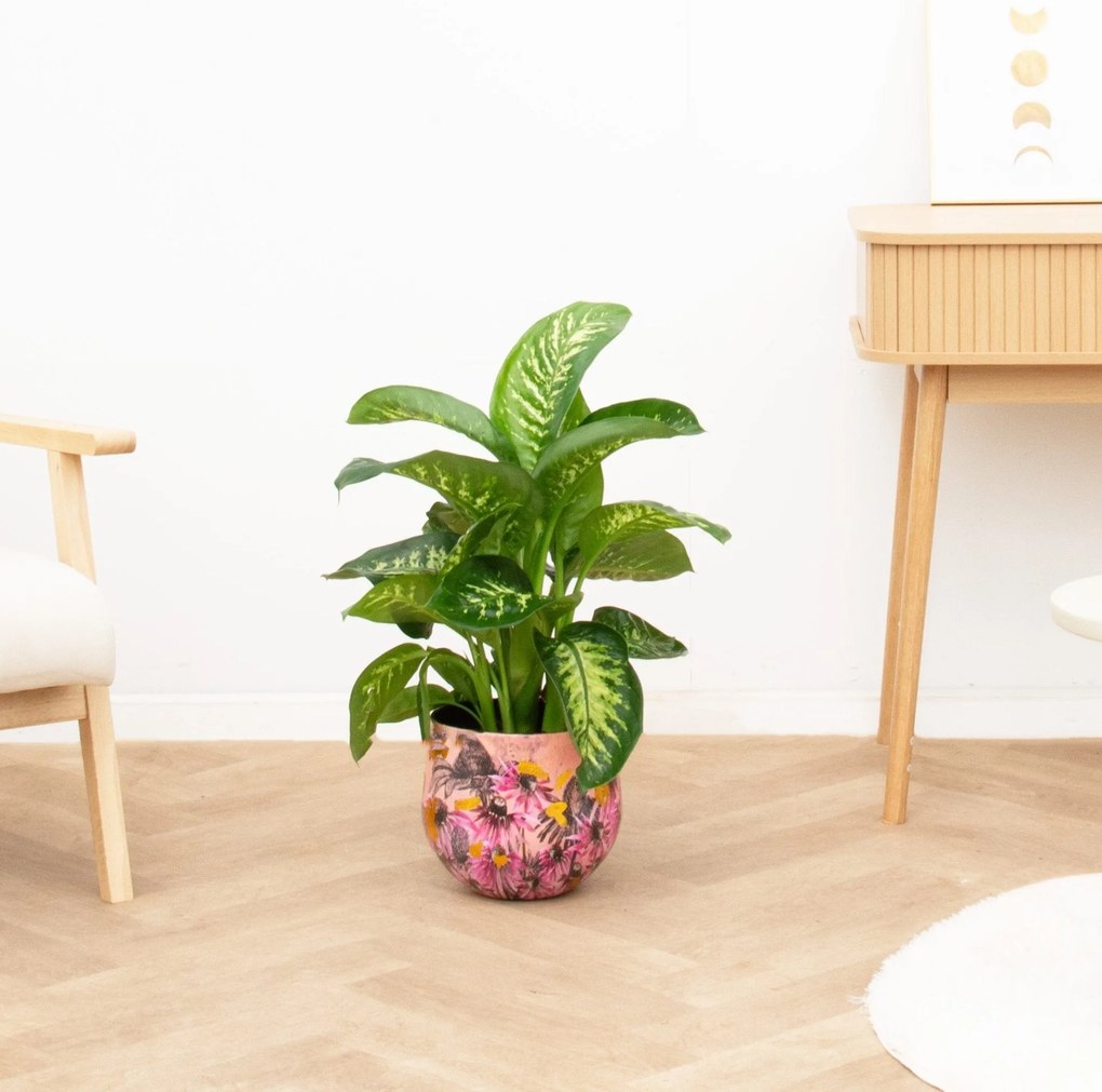 Dieffenbachia Tropic Snow - 70cm