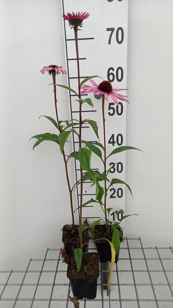 Echinacea purpurea 'Augustkönigin' - pot 9x9 cm