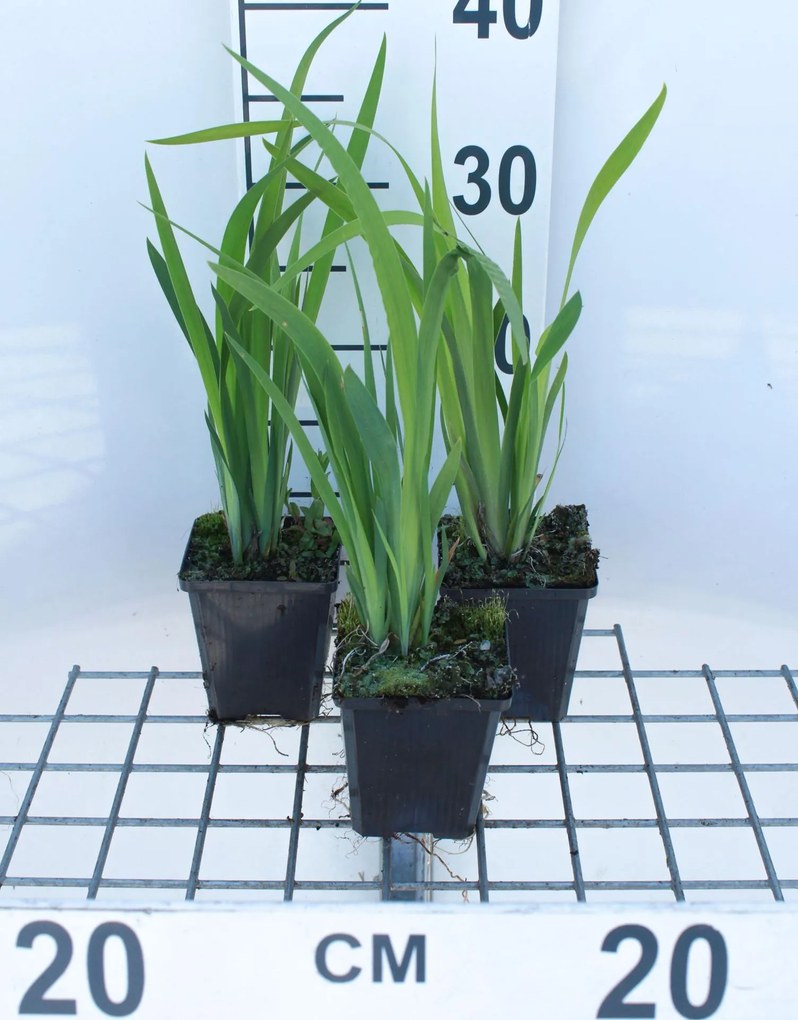 Iris sibirica 'Blue King' - pot 9x9 cm -