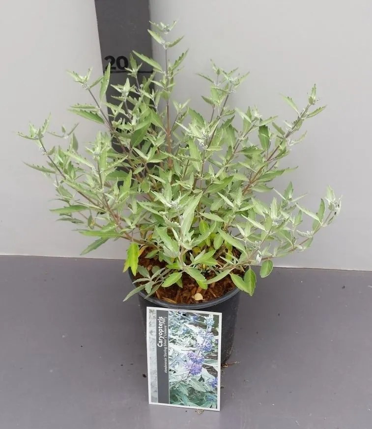Caryopteris x clandonensis 'Lissilv' (Sterling Silver) - pot - 30-40 cm -
