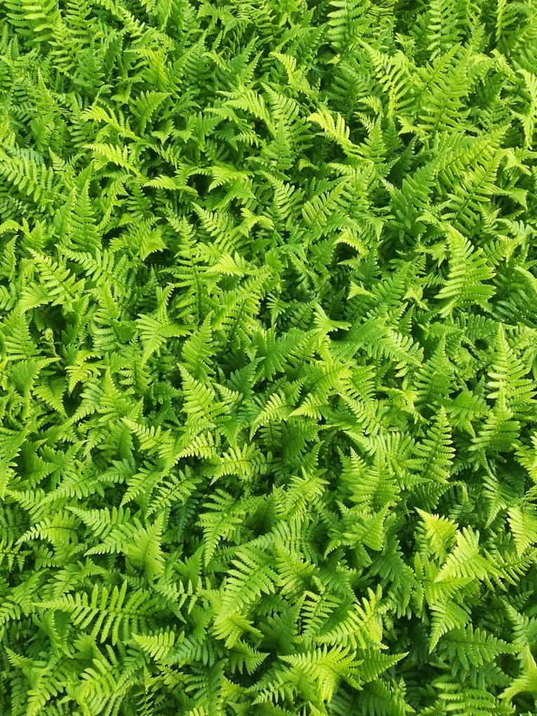 Dryopteris affinis - pot 9x9 cm -