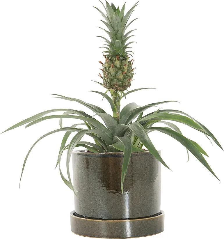 Anti-snurk plant (Bromelia ananas champaca) incl. 'Deep forest' pot