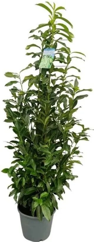 Prunus laurocerasus 'Mariblon' (Genolia) - pot 12L - 100-125 cm
