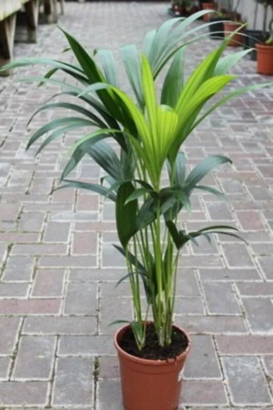 Howea forsteriana - Kentia Palm - Luchtzuiverend - Kamerplant - Huis of Kantoor Plant - 110 cm