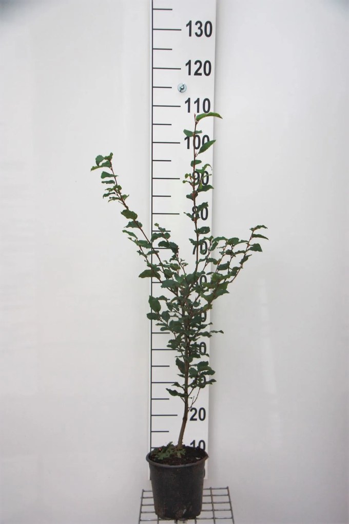 Fagus sylvatica - pot - 80-100 cm -