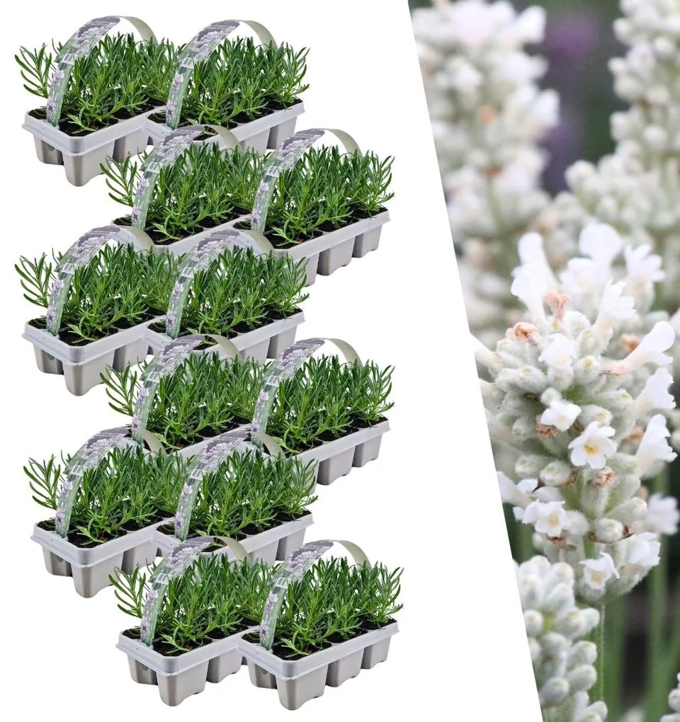 Set Lavendel Angustifolia - 15 cm