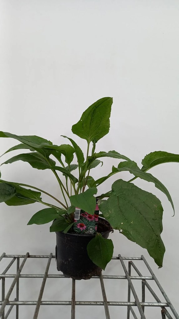 Echinacea purpurea 'Magnus' - pot 2L -