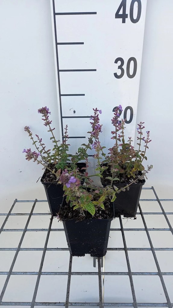 Nepeta 'Cat's Pajamas' - pot 9x9 cm -
