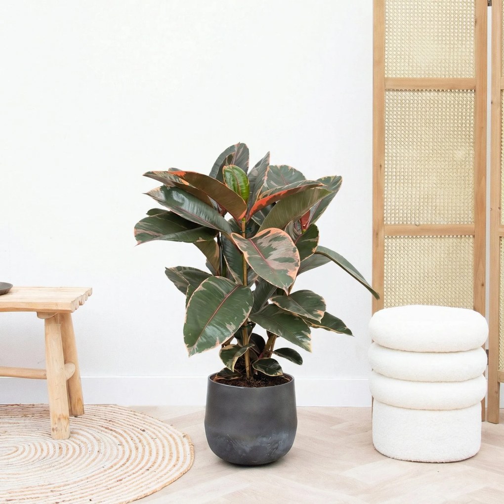 Ficus Belize struik - 80cm