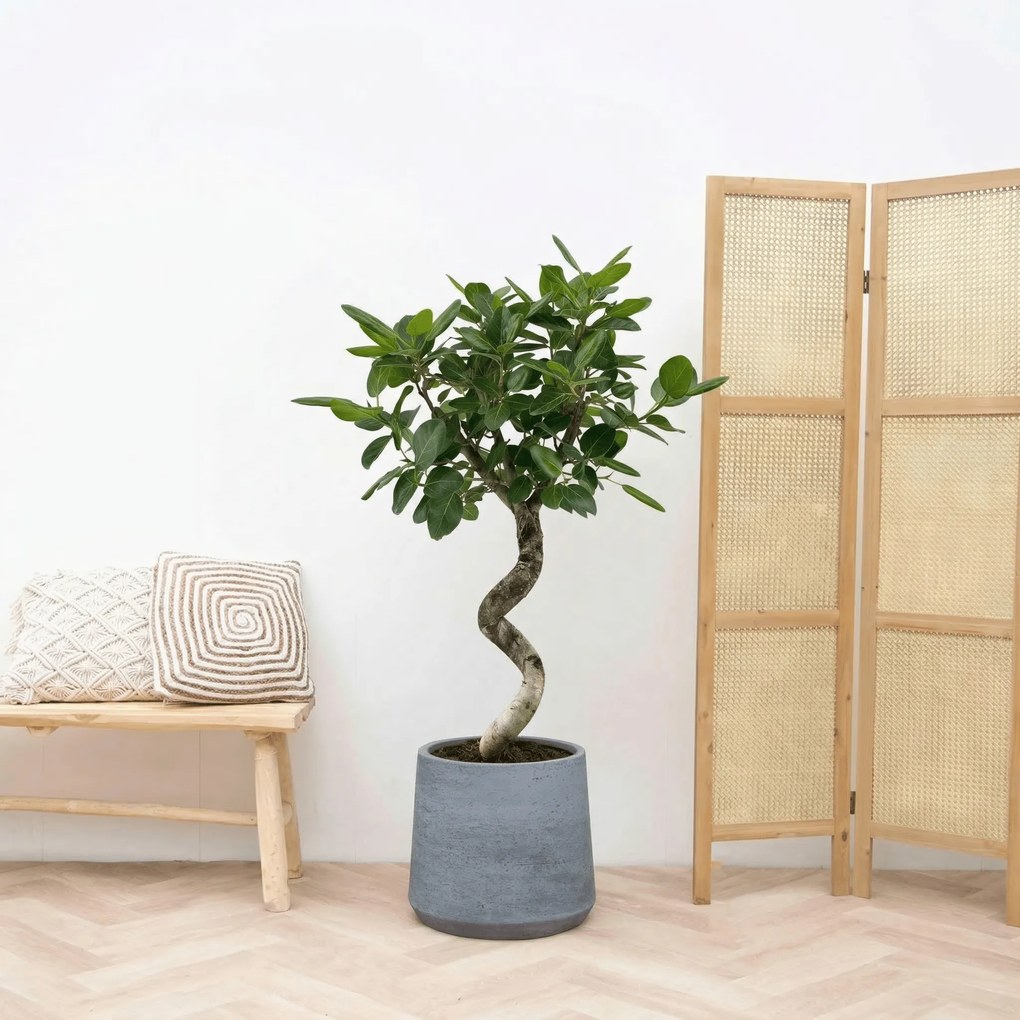 Ficus Benghalensis Audrey spiraal - 150 cm