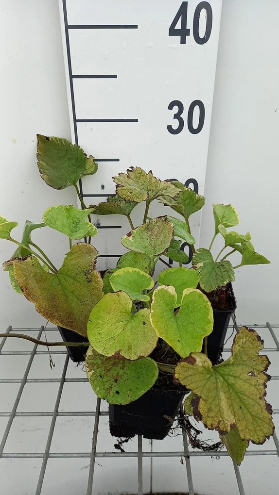 Brunnera macrophylla 'Hadspen Cream' - pot 9x9 cm