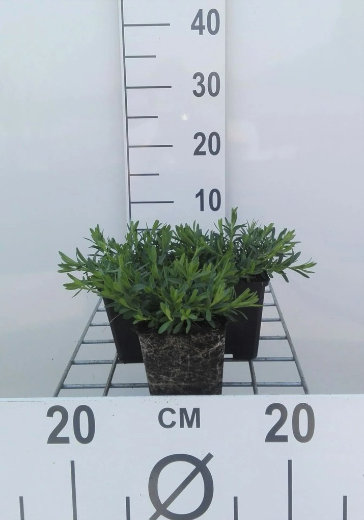 Dianthus deltoides 'Albiflorus' - pot 9x9 cm -