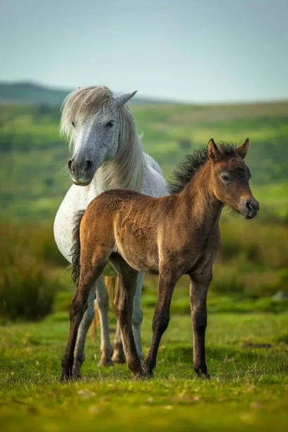 Foto Young and adult horse, Roy Anderson