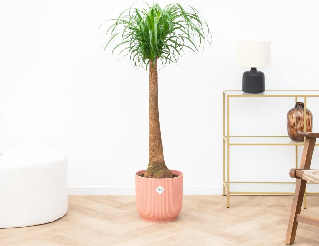 Beaucarnea - 120cm