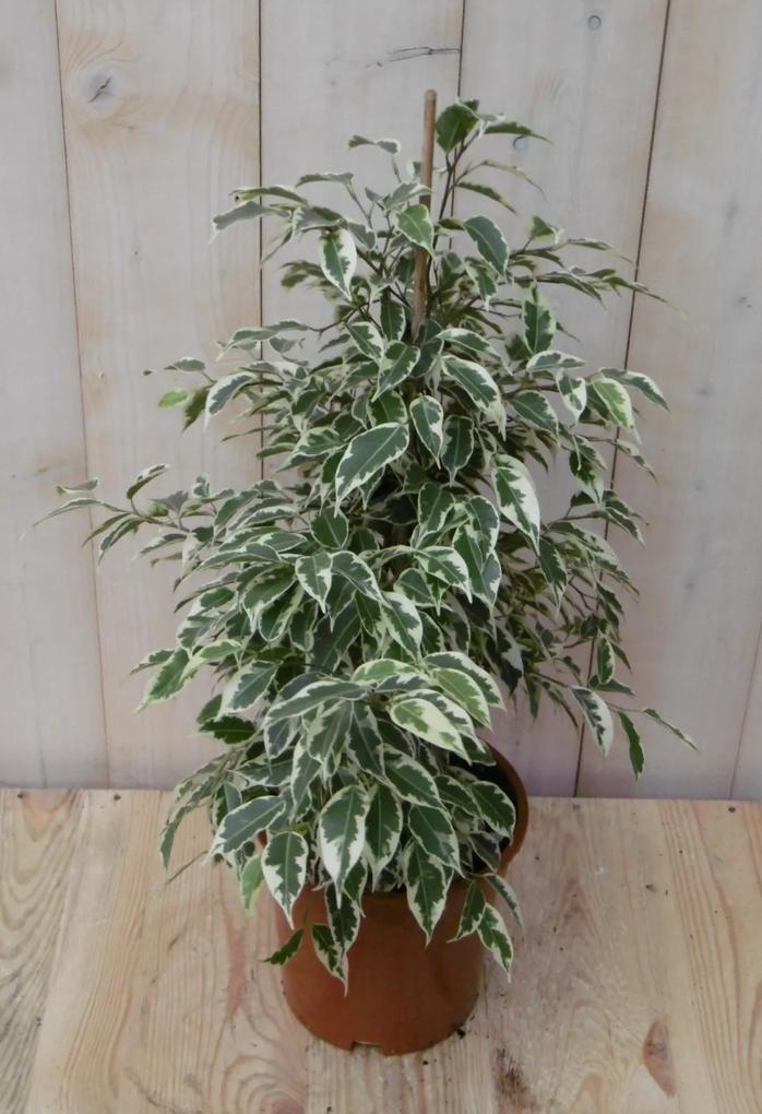Kamerplant Ficus Bont 60 cm