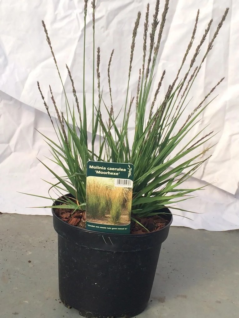 Molinia caerulea 'Moorhexe' - pot 3L -