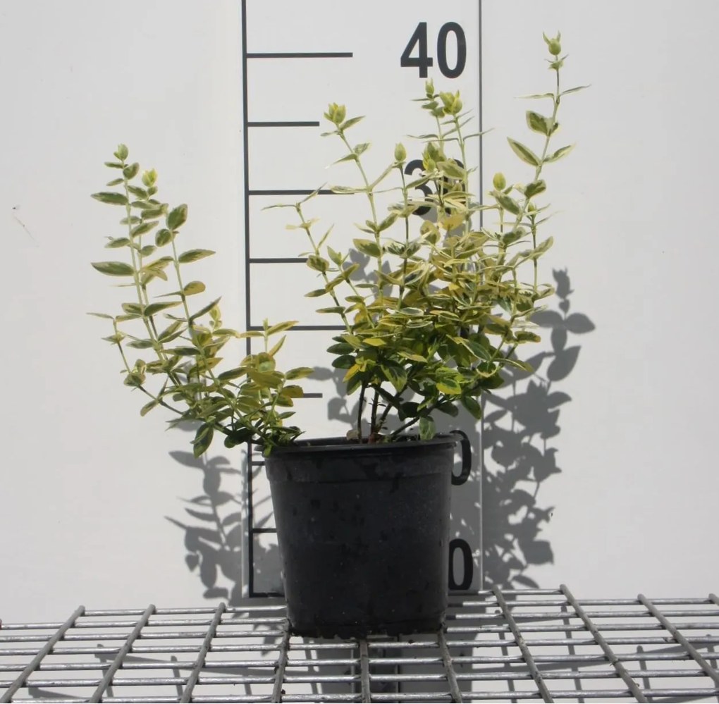 Euonymus fortunei 'Emerald 'n' Gold' - pot 1,3L - 15-20 cm