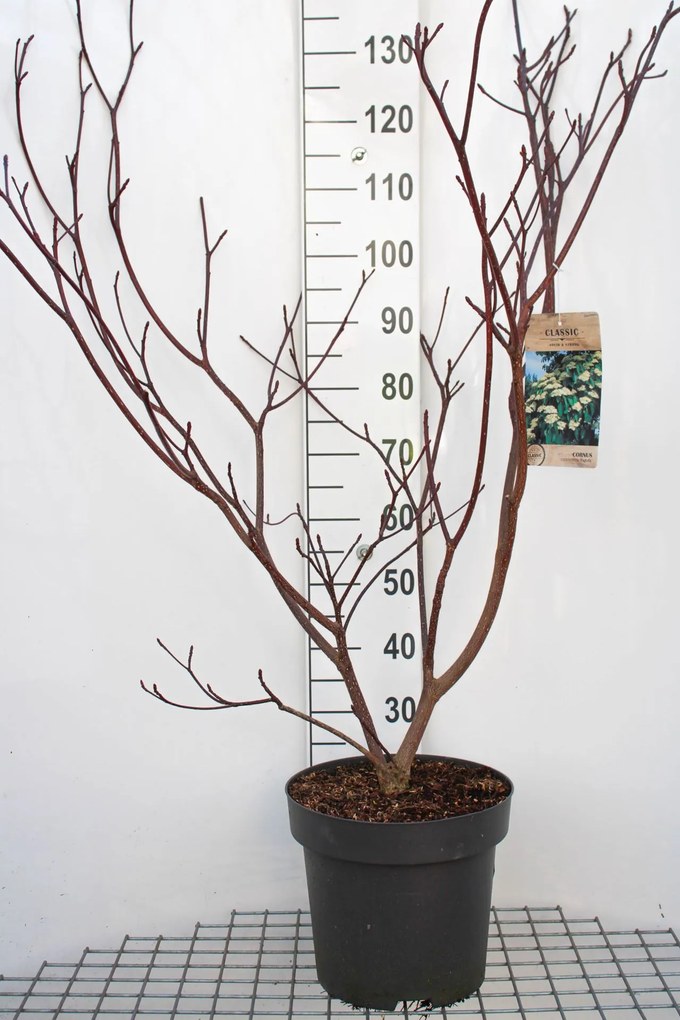 Cornus controversa 'Pagoda' - pot 12L - 100-125 cm