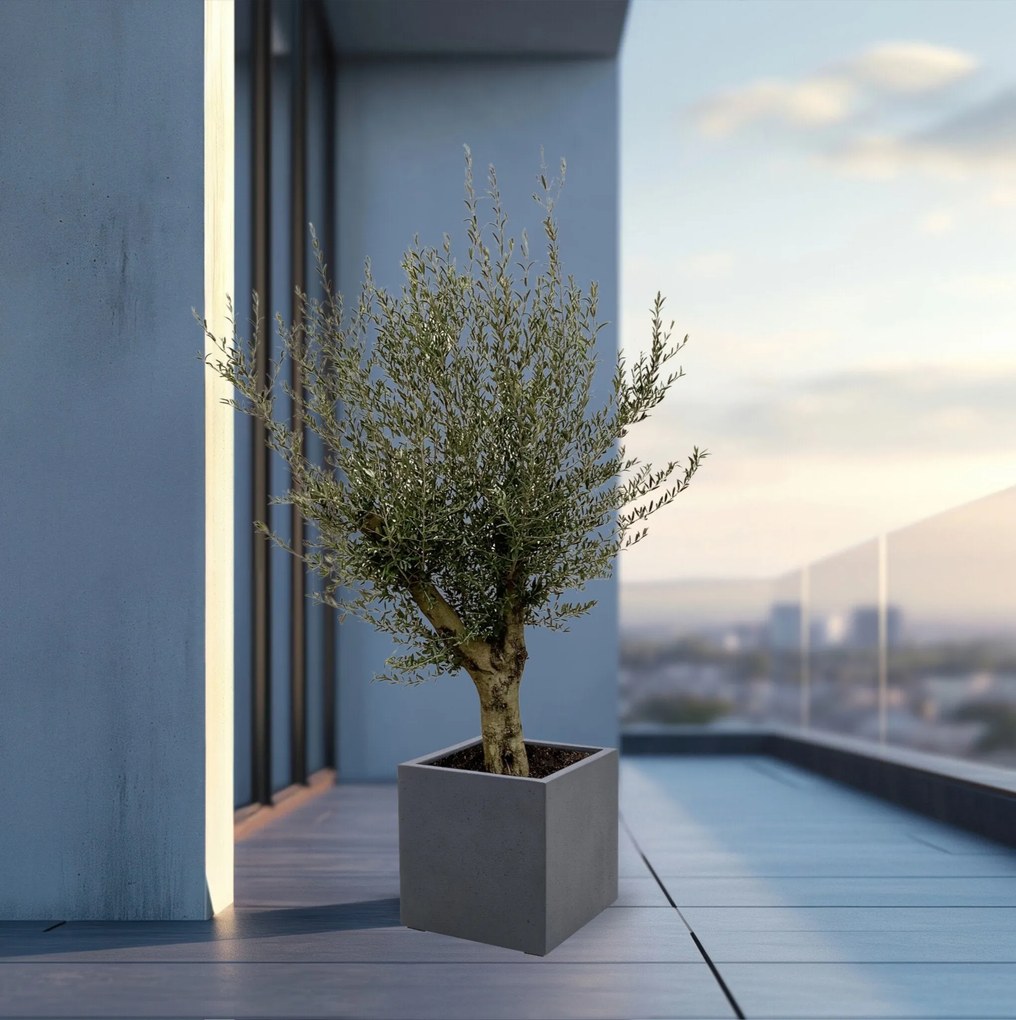 Olijfboom Olea Europaea Lorc vertakt inclusief Grigio Cube - 225cm