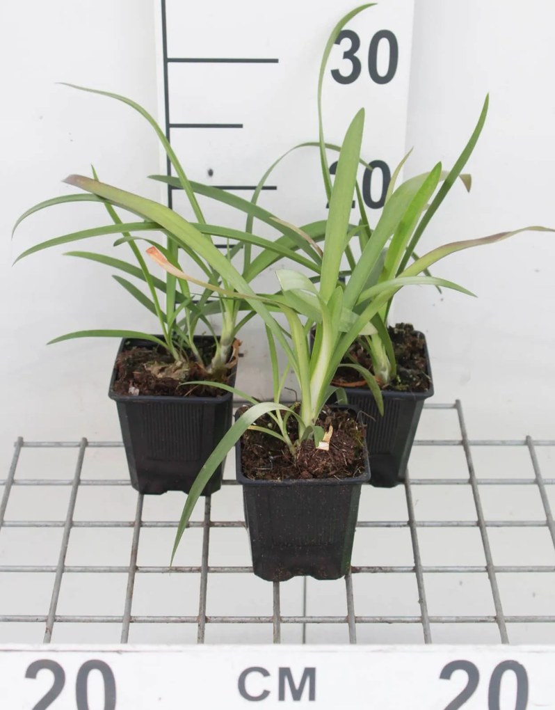 Agapanthus africanus - pot 9x9 cm -