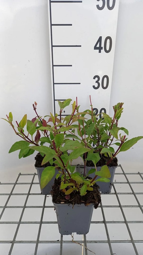 Phygelius x rectus 'African Queen' - pot 9x9 cm