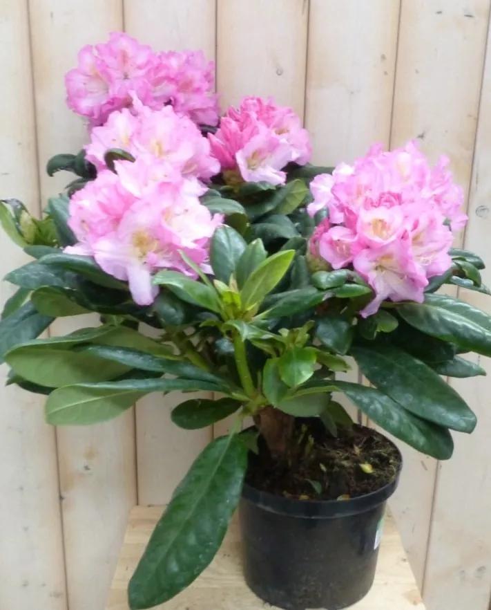 Rododendron 60 cm roze
