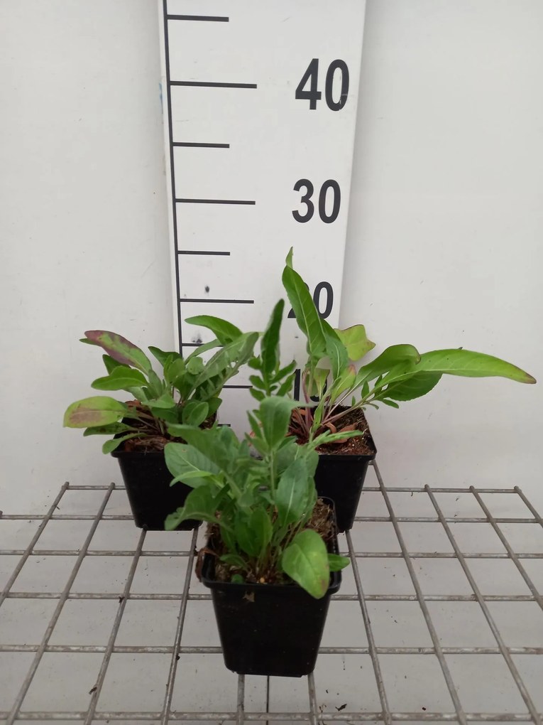 Centaurea scabiosa - pot 9x9 cm -