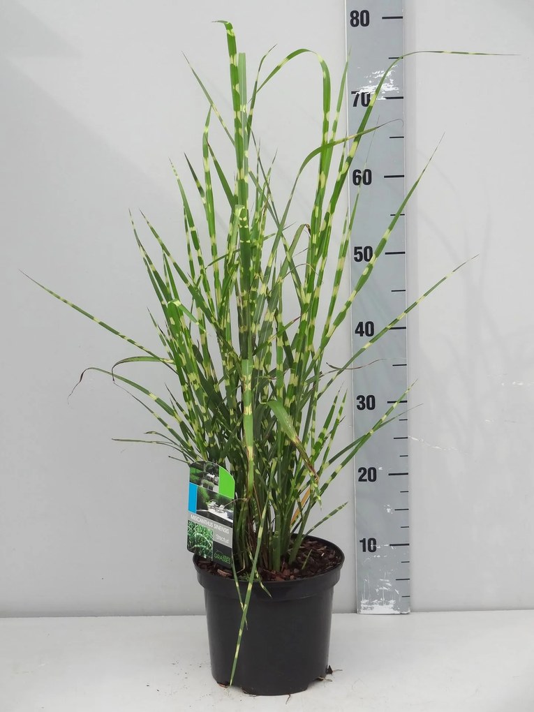 Miscanthus sinensis 'Strictus' - pot 3L -