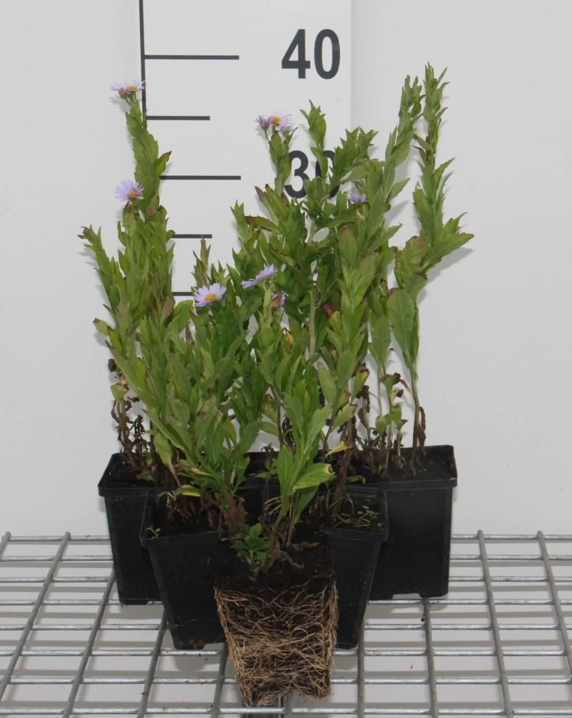 Kalimeris incisa - pot 9x9 cm