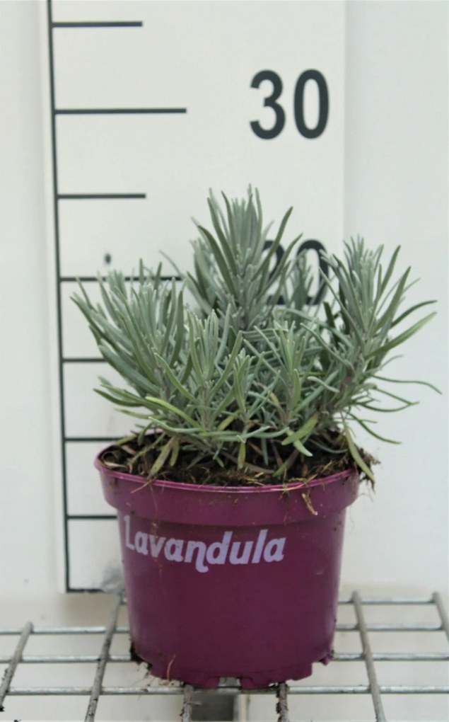Lavandula angustifolia 'Dwarf Blue' - pot 1,5L (Lavendel) -