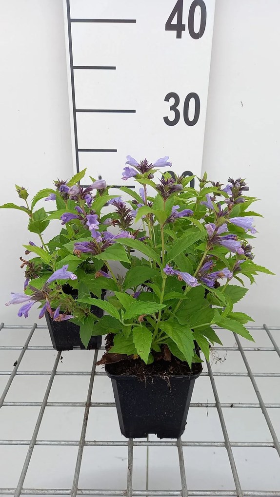 Nepeta subsessilis 'Washfield' - pot 9x9 cm