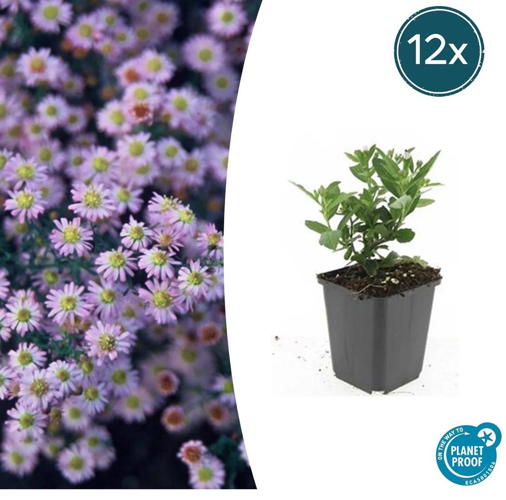 Aster ageratoides 'Stardust' - 20cm