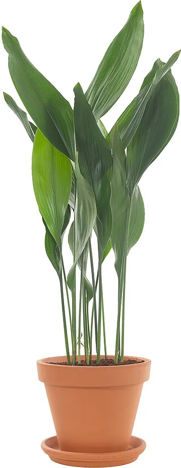 Slagersplant (Aspidistra Elatior) incl. terracotta pot