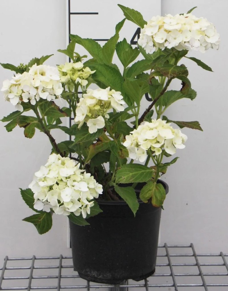 Hydrangea macrophylla 'Soeur Thérèse' - pot - 25-30 cm -