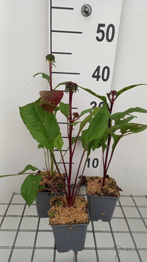 Echinacea purpurea 'Fatal Attraction' - pot 9x9 cm -