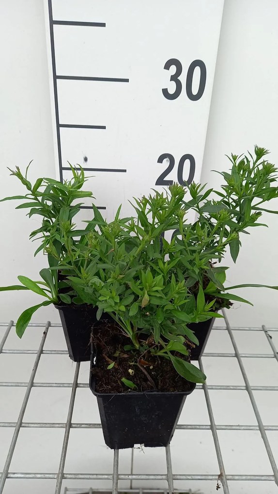 Aster'Herbstgruss vom Bresserhof'- pot 9x9 cm -