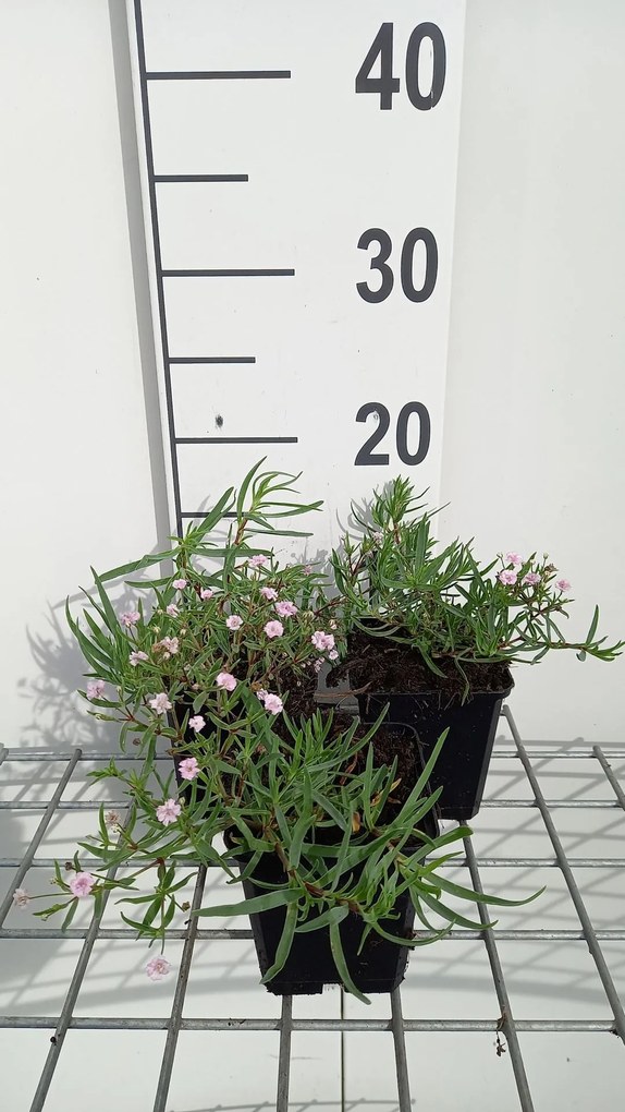 Gypsophila 'Rosenschleier' - pot 9x9 cm