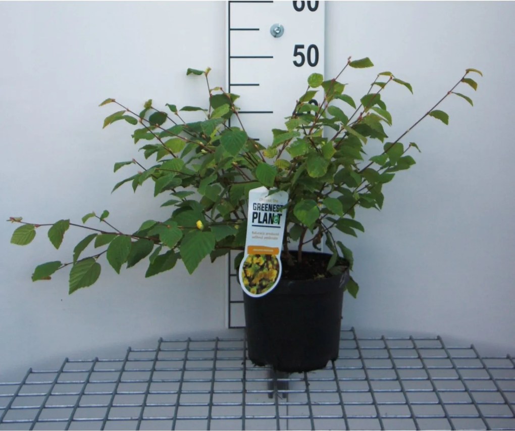 Corylopsis pauciflora - pot - 30-40 cm