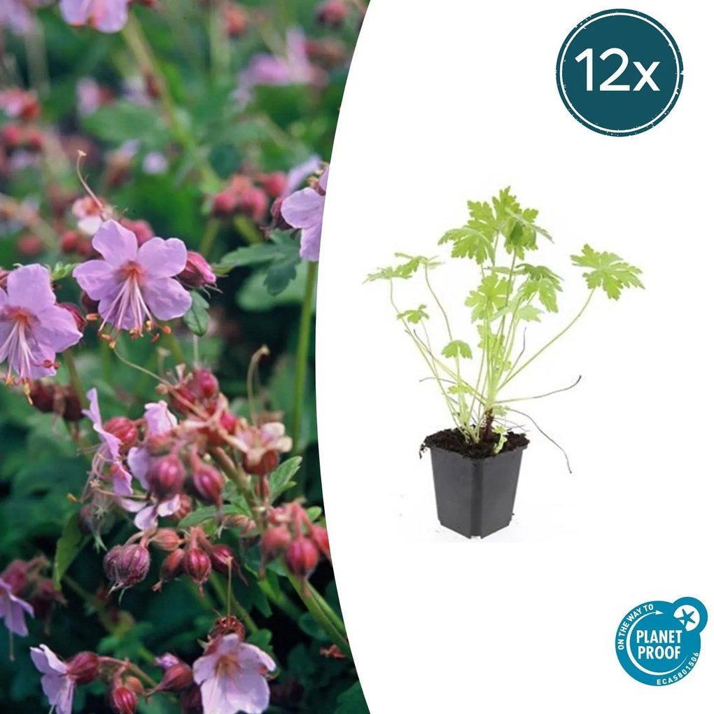 Geranium Macrorrhizum - 20cm