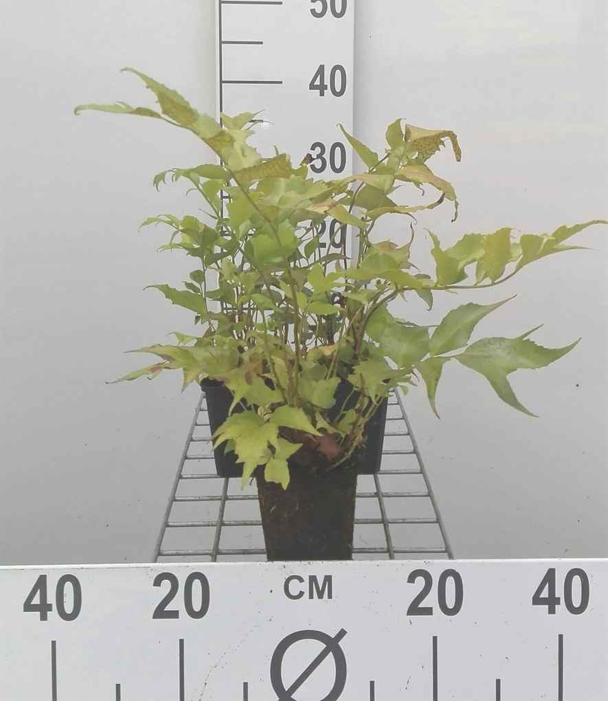 Cyrtomium falcatum - pot 9x9 cm