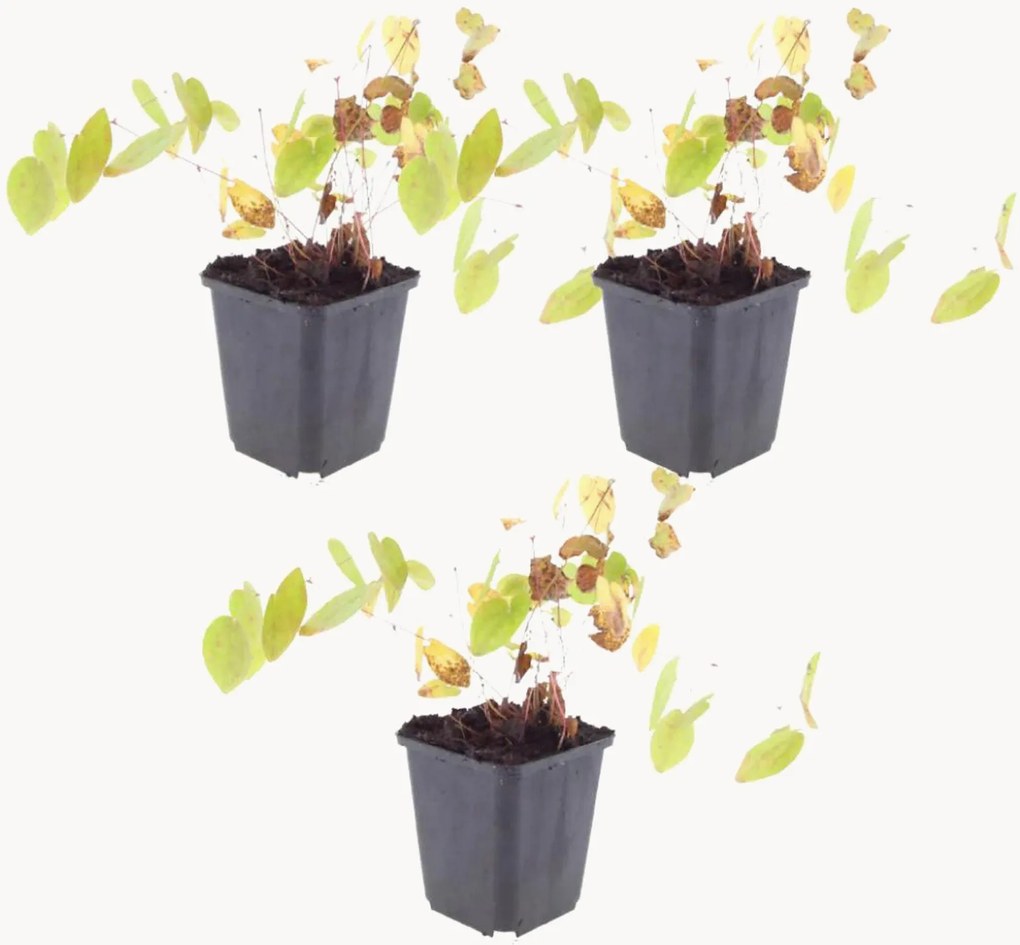 Planten Barrenwort Epimedium × youngianum Niveum, 3-delig