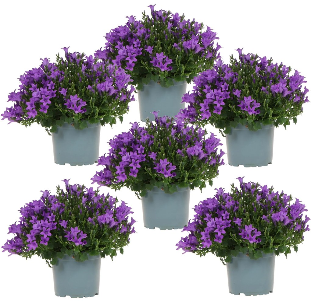 Campanula Addenda (paarse Klokjesbloem) - 20cm