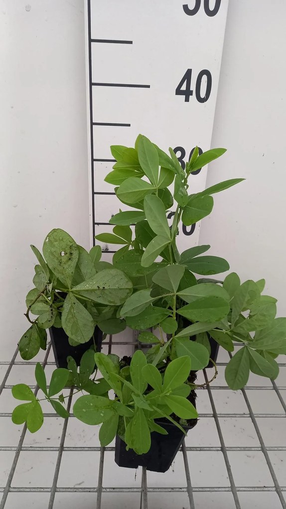 Baptisia 'Blueberry Sundae' - pot 9x9 cm