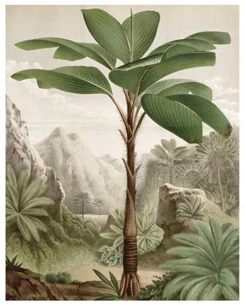 Behangpaneel Banana Tree (3 banen)