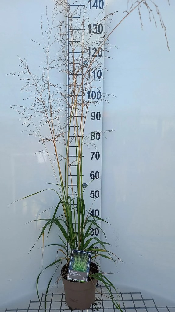 Molinia arundinacea 'Transparent' - pot 3L -