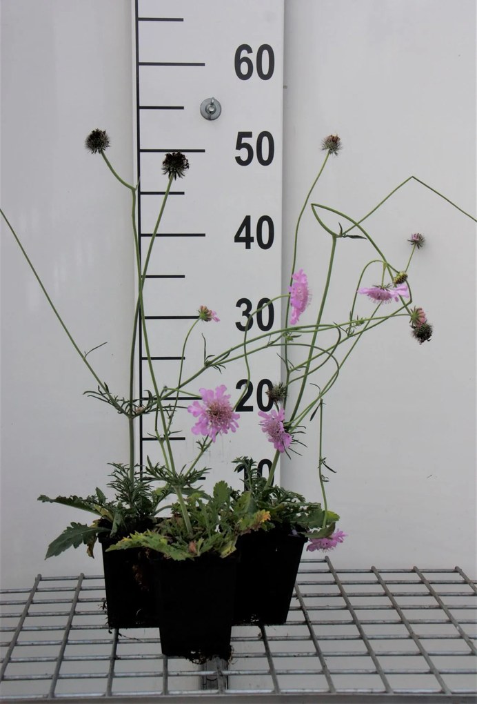 Scabiosa columbaria 'Pink Mist' - pot 9x9 cm -